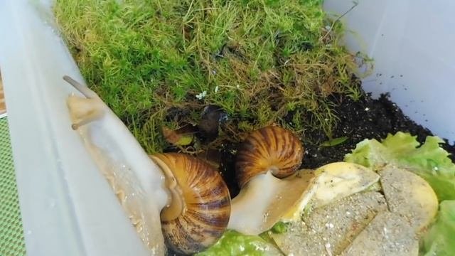 ВЫЛУПИЛСЯ УЛИТЁНОК - ЧТО ДЕЛАТЬ , КАК РАСТИТЬ ? УЛИТКИ АХАТИНЫ( ПИТОМНИК 
