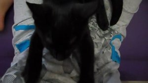 Кот получает удовольствие