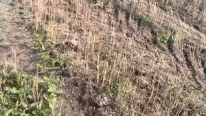 Очесывающая жатка Озон. Комбайн Вектор 410. Уборочная кампания 2023. Омская область
