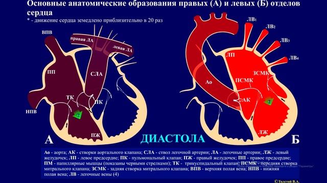 Как работает наше сердце. Часть 1. Как устроено наше сердце.