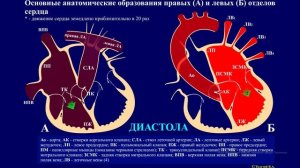 Как работает наше сердце. Часть 1. Как устроено наше сердце.