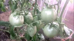 Борьба с гусеницами и совет на весну - гусениц не будет