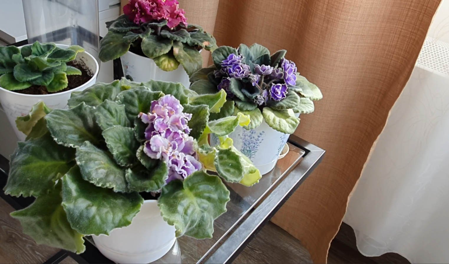 Автополив комнатных растений