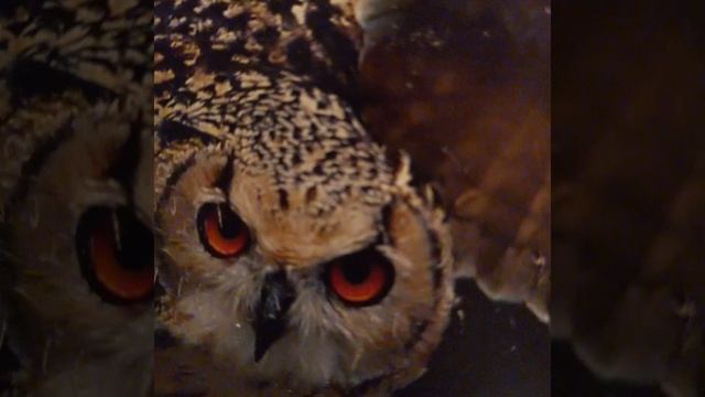 Захват планеты. Иерофанты.