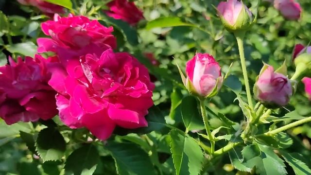 Цветение роз в августе. Подготовка к зимовке, необходимые подкормки. смотреть онлайн