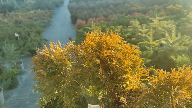 обзор на Туя западную Голден Глоб'Golden Globe' посадка и уход смотреть онлайн