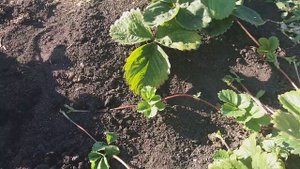 Уход за клубникой после сбора урожая. Секреты хорошего урожая