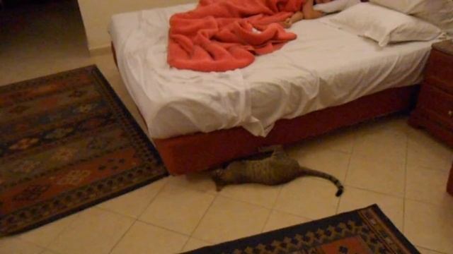 Египетские коты гуляют в номере в отеле Алладин | Egyptian cats attack the room!