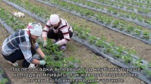 Посадка клубники на агроволокно