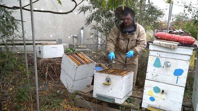 Двухматочное содержание с Осени или как сохранить двух маток в одном клубе пчёл. смотреть онлайн