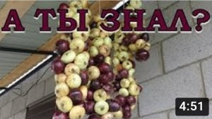 Как вязать ЛУК в КОСУ? Сохраняем лук на зиму???