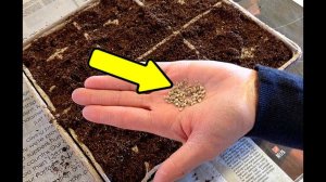 Как подготовить семена томатов к посеву? Как правильно сажать семена помидор на рассаду?