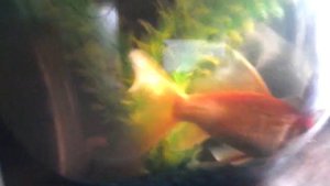 Рыбка Комета!!