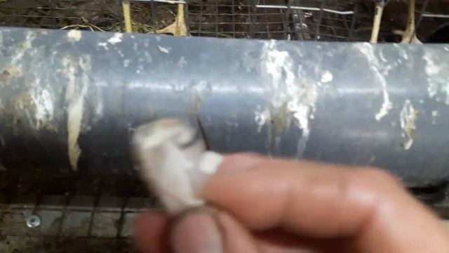 ???КУРЫ ЛЕГГОРН ДАЛМАТИНЕЦ ЗАНЕСЛИСЬ В ПЯТЬ СПОЛОВИНОЙ??? смотреть онлайн