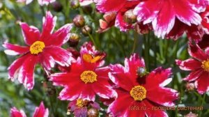 Кореопсис обыкновенная Мэдрас Мэджик ? обзор: как сажать, саженцы кореопсиса Мэдрас Мэджик