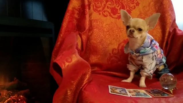 Говорящая собака блогер! Чихуахуа гадает на 1 мая смотреть онлайн