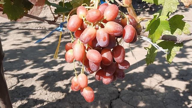 НОВИНКА!!! ГФ Винограда ИВУШКА (Калугин В.М.). 26.08.2023г. смотреть онлайн