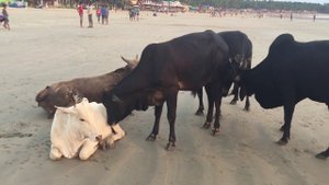 Индия, южный Гоа, пляж ПАЛОЛЕМ (India, Palolem, Goa)