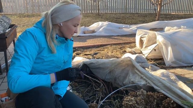 ТОНКОСТИ И НЮАНСЫ, которые необходимо учесть во время ВЕСЕННЕЙ ОБРЕЗКИ САЖЕНЦЕВ ГОРТЕНЗИИ!