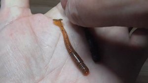 Съедобная силиконовая приманка на окуня. Окунёвый силикон с Алиэкспресс. Edible silicone lure