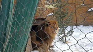 ЦАРЬ ЗВЕРЕЙ - ПРИТЯГИВАЕТ