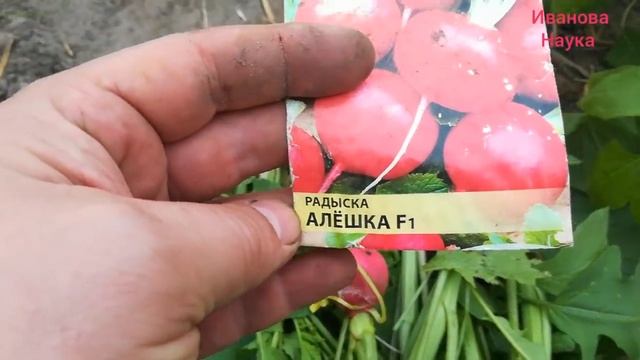ТЕПЕРЬ ВСЕГДА БУДУ ВЫСЕВАТЬ ЭТИ 2 СОРТА РЕДИСА. Разбор сортов редиса 2022. Какой сорт лучше.