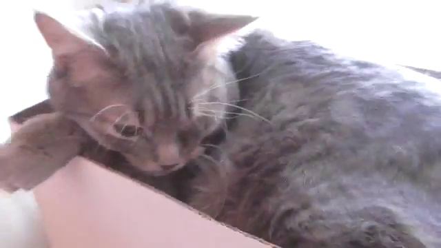 Мои животные. Часть 2. Ну как вам? смотреть онлайн