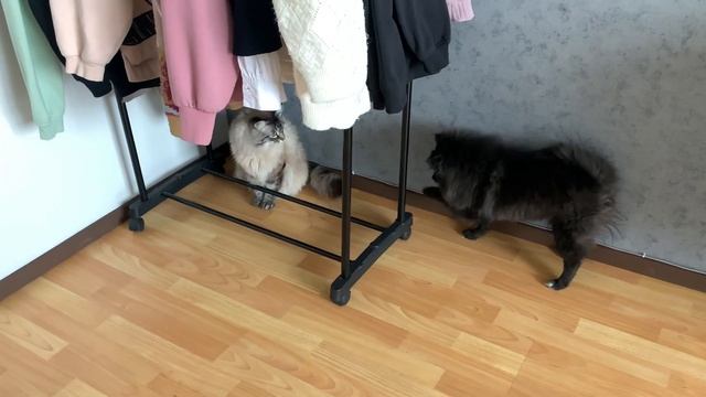 КОННАЯ РАСПАКОВКА!?Показываю свои КОННЫЕ вещи!!!) смотреть онлайн