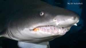 Песчаная акула