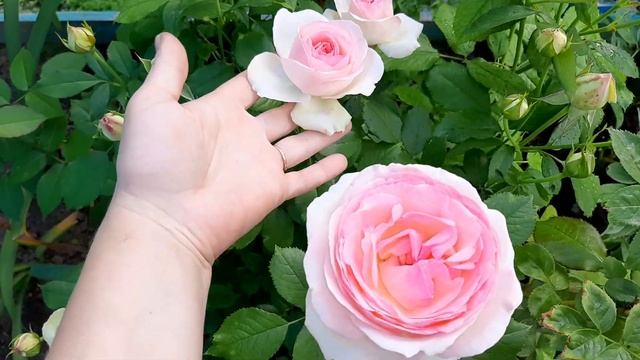 Плетистая роза смотреть онлайн