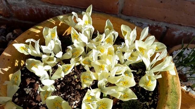 Iris reticulata 'Katherine's Gold' смотреть онлайн