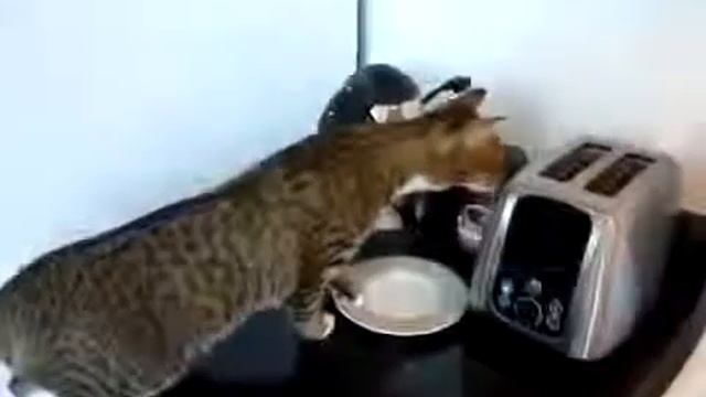 Кот и тостер Юмор! Прикол! Смех