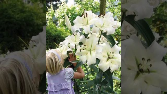 🌿 У ДОРОГИ ЛИЛИЯ ЦВЕЛА 🌿 Христианская песня. Fam.Binefeld.