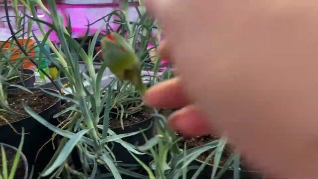 #тюльпаны переехали в теплицу #выгонка_на_8_марта «цветы от Фаины » смотреть онлайн