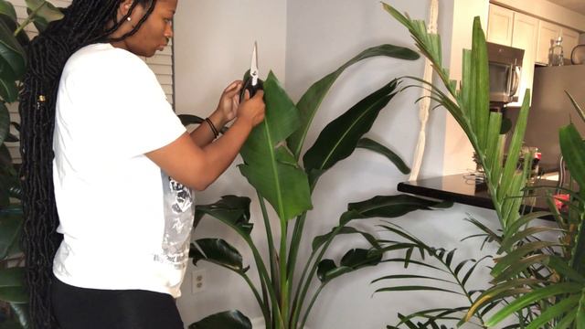 Tropical Plant Maintenance and Care || Large Indoor Plant Care