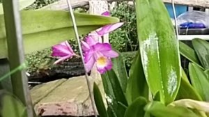 Blooming Cattleya And Alliances On January 2022