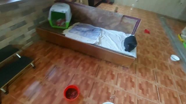 Про моих кошечек. #animalshelter  #бездомныеживотные  #приютдлябездомныхживотных