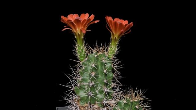 Echinocereus coccineus subsp. roemeri, USA, Texas, Kimble County, BW113 смотреть онлайн