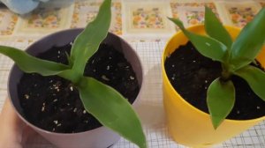 /Осенний обзор комнатных растений у бабушки/Каникулы/💋🌦