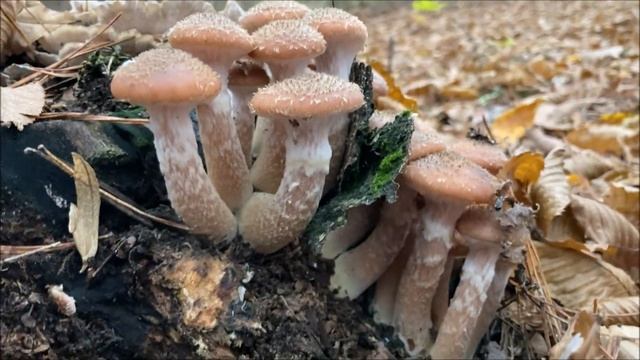 Белые грибы продолжают радовать в середине ноября смотреть онлайн