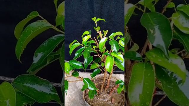 how to regrow  4 trunk black ficus bonsai tree #shortvideo