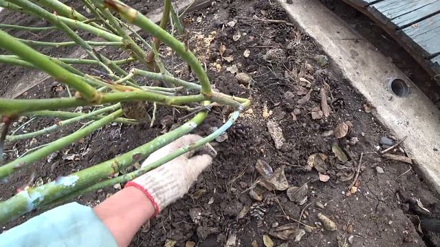 Плетистая роза после зимы ? смотреть онлайн