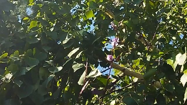 зацвела береза смотреть онлайн