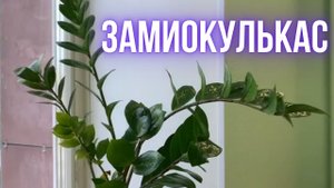 Замиокулькас. Долларовое дерево, как его выращивать?
