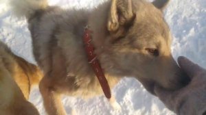 Где купить вертушку на цепь и как она правильно называется))