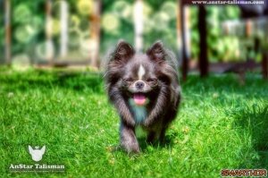 Питомник Чихуахуа - АнСтар Талисман. Редкие окрасы Чихуа.