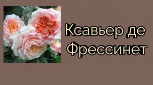 Ксавье де Фрессинет