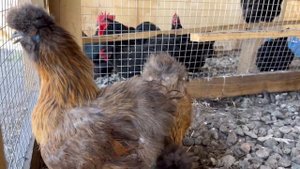 НОВОСТИ ✅ Французы индоутки, цыплята декоративных пород кур, цыплята фавероль для разведения!