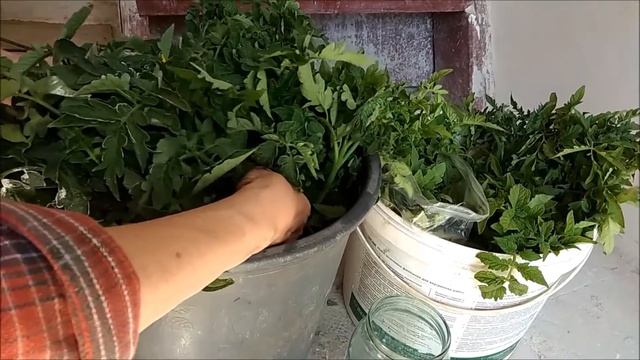 КАК КУПИТЬ РАССАДУ ПОМИДОР НА РЫНКЕ / МОЙ ЛИЧНЫЙ ОПЫТ САДОВОДСТВА