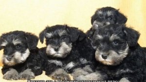 Шнауцер (собака): все виды породы и их описание